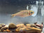 * Tetra/Barb * Hemibrycon cf. Dariensis WILD Columbia