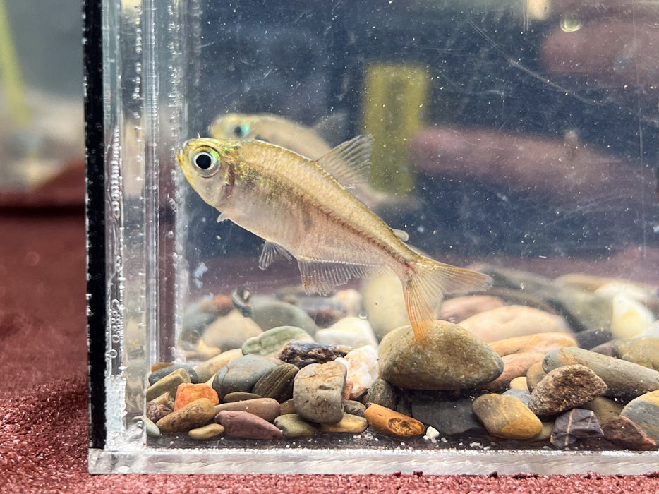 * Tetra/Barb * Hyphessobrycon Condotensis WILD Columbia (Condoto Tetea)