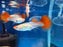 * Livebearers *  Platinum Red Tail Guppy