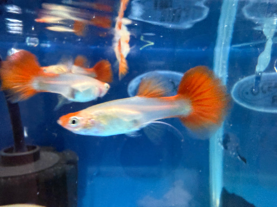 * Livebearers *  Platinum Red Tail Guppy