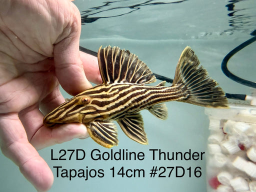 * Pleco *  Panaque armbrusteri (L27d Tapajos) 14cm #27d16 (Actual piece)