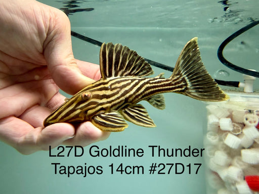 * Pleco *  Panaque armbrusteri (L27d Tapajos) 14cm #27d17 (Actual piece)