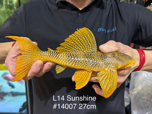 * Pleco * Scobinancistrus sp. (L14 Sunshine Pleco) 27cm #14007 (Actual Piece)
