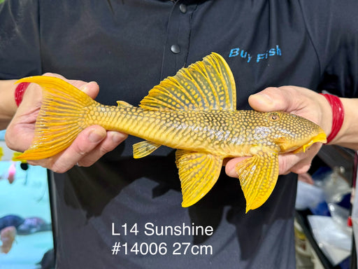 * Pleco * Scobinancistrus sp. (L14 Sunshine Pleco) 27cm #14006 (Actual Piece)