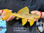 * Pleco * Scobinancistrus sp. (L14 Sunshine Pleco) 27cm #14006 (Actual Piece)