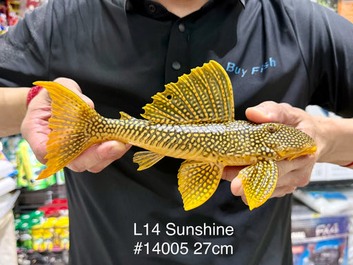 * Pleco * Scobinancistrus sp. (L14 Sunshine Pleco) 27cm #14005 (Actual Piece)