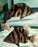 * Other Species * Datnioides microlepis Indonesian Tiger Perch (Odd Bar IT) 18-20cm