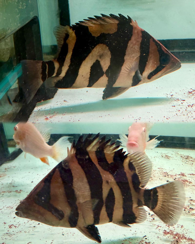 * Other Species * Datnioides microlepis Indonesian Tiger Perch (Odd Bar IT) 18-20cm
