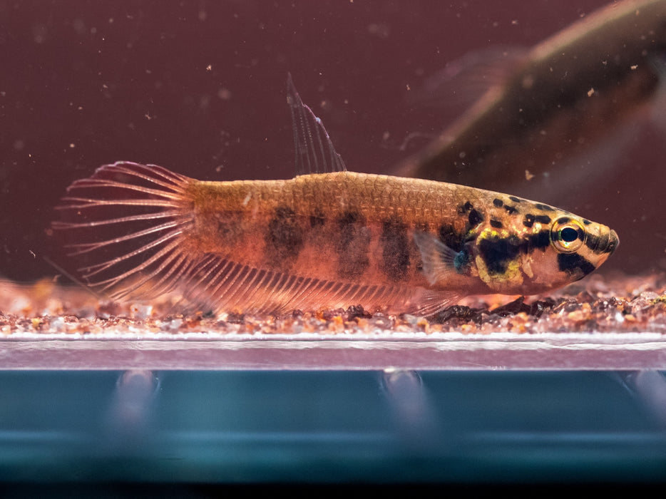 * Betta * Betta Rubra pair (Aceh)