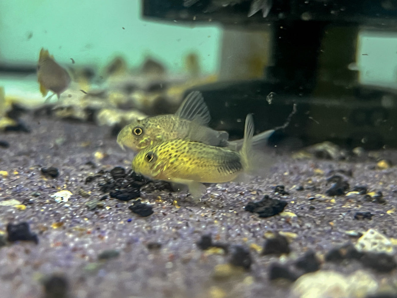 * Corydoras * Hoplisoma Similis (Smudge Spot Cory) 3-4cm