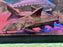 * Catfish *  Oxydoras niger (Ripsaw catfish) 34-38cm
