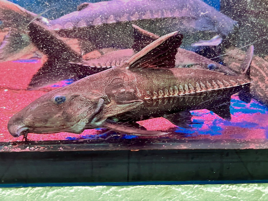 * Catfish *  Oxydoras niger (Ripsaw catfish) 34-38cm