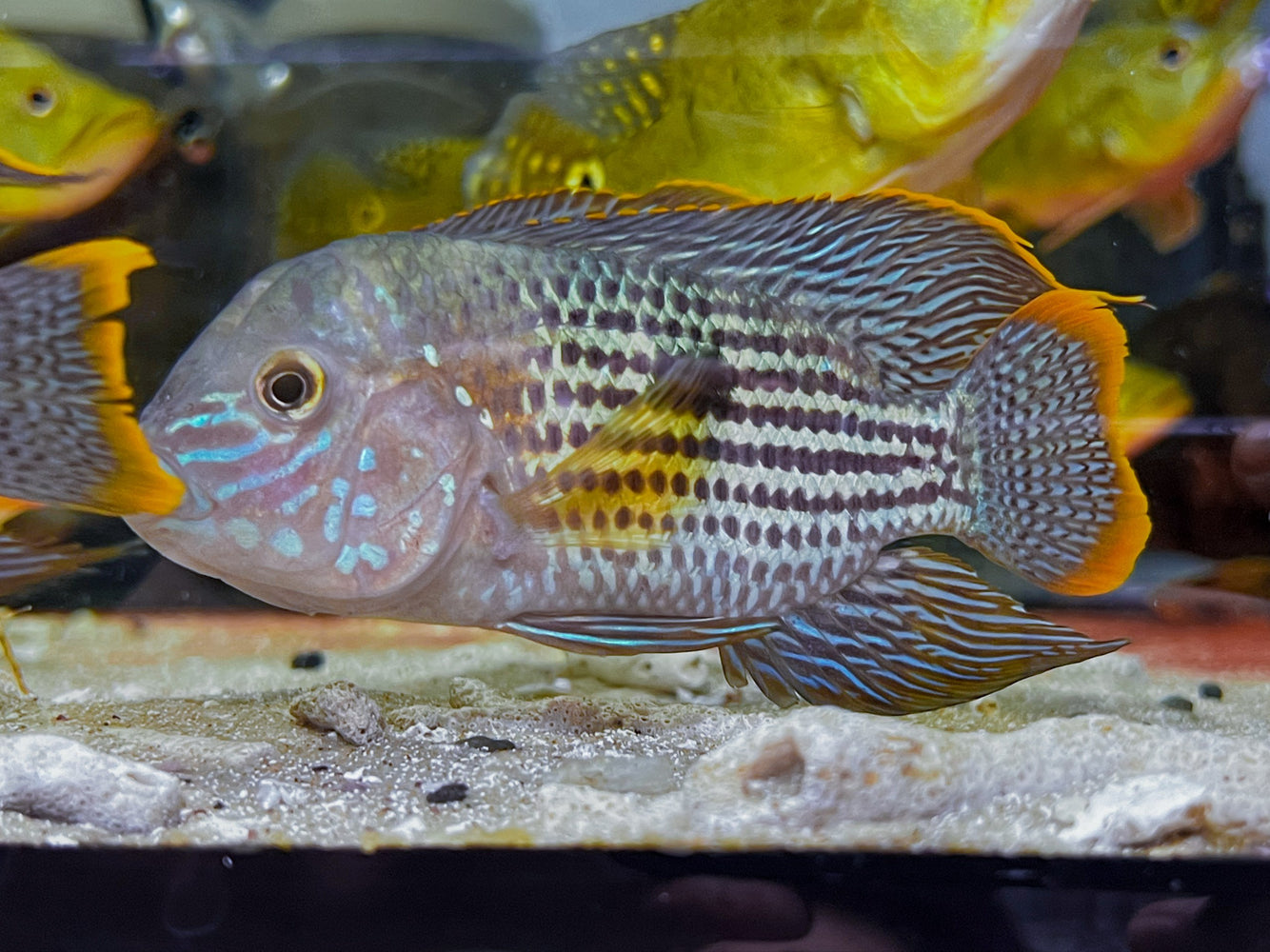 * Cichlids * Andinoacara rivulatus (Green Terror Cichlid)