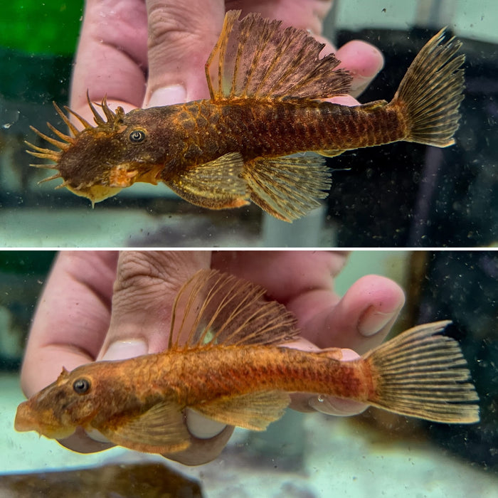 * Pleco *  Ancistrus sp. Red Jewel 8-10cm Pair