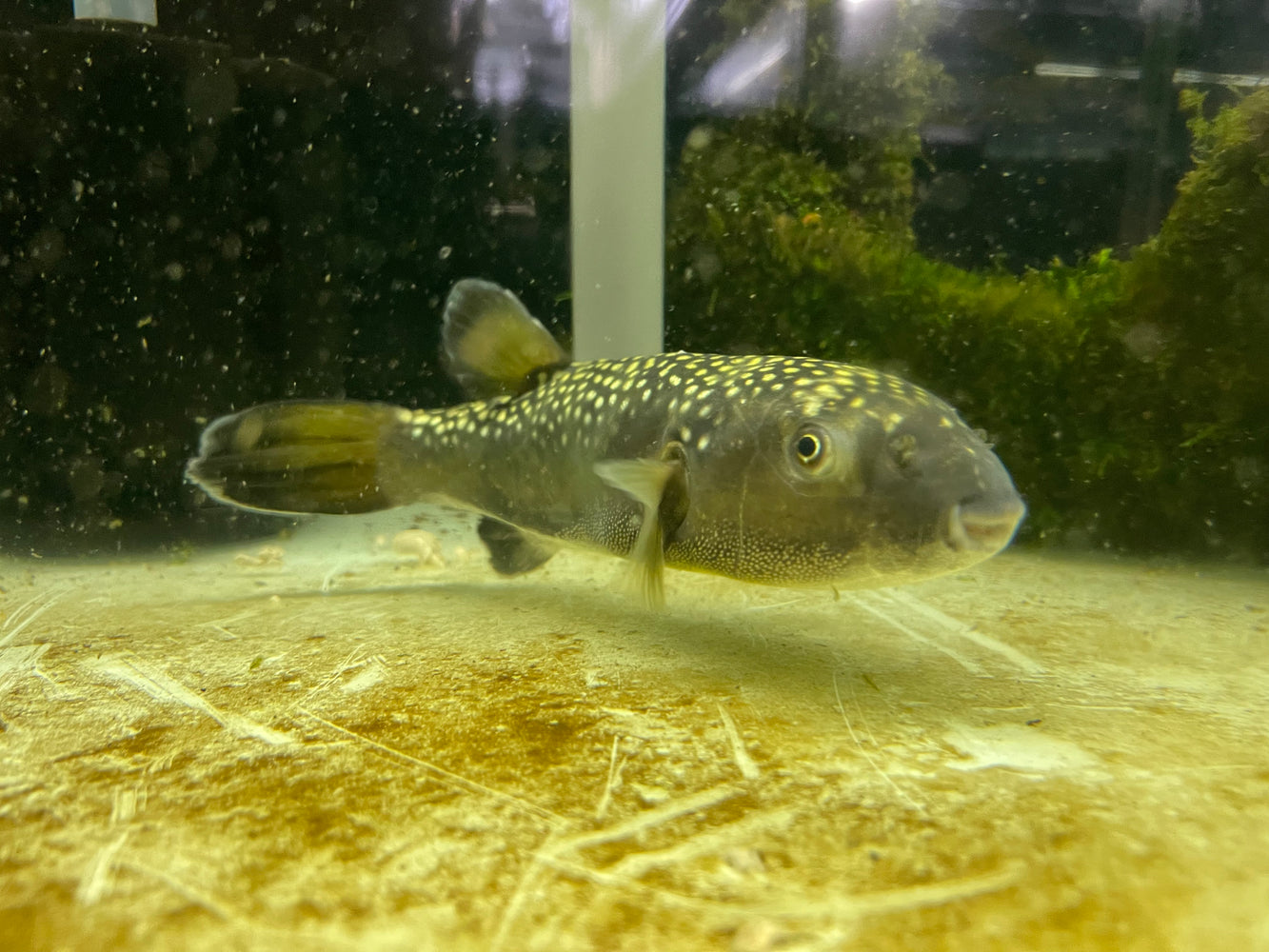 * Other Species * Chelonodontops bengalensis (Bengal reticulated puffer) 20-22cm