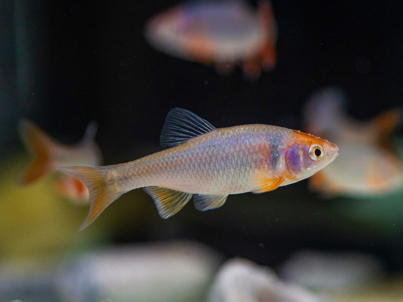 * Tetra * Cyprinella Lutrensis (Red Shiner) 4-5cm