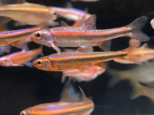 * Tetra * Notropis Chrosomus (Rainbow Shiner)