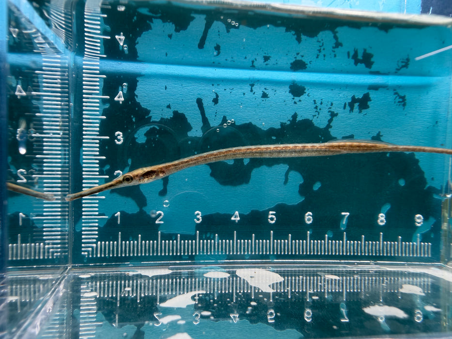 * Other Species * Microphis Aculeatus “Nigeria” (African Freshwater Pipefish)