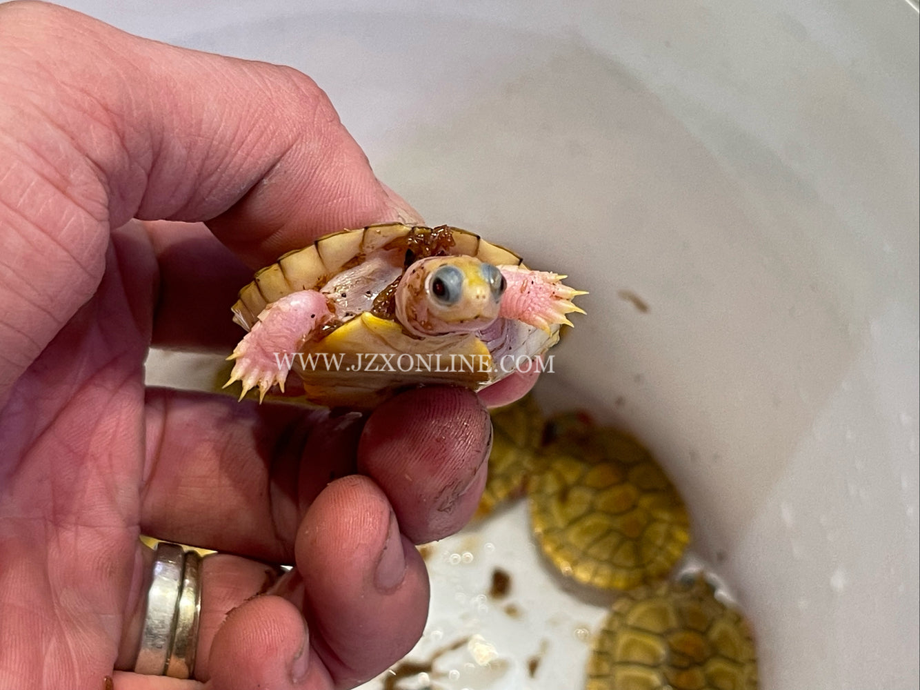 * Other Species *  CARAMEL Red Eared Slider Terrapin