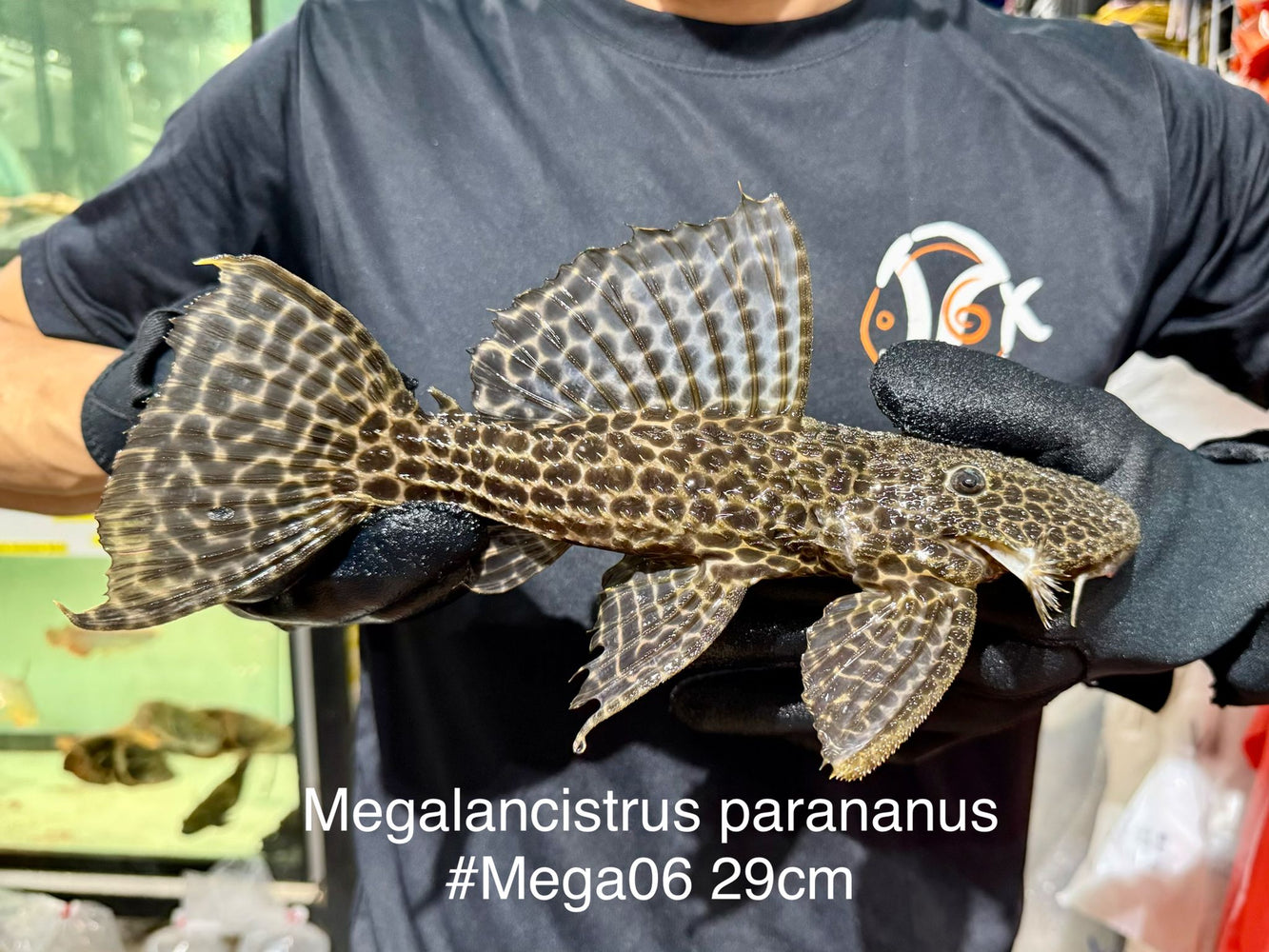 * Pleco *  Megalancistrus parananus #MEGA06 29cm (Actual piece)