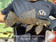 * Pleco *  Megalancistrus parananus #MEGA06 29cm (Actual piece)
