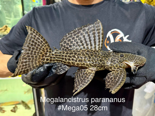 * Pleco *  Megalancistrus parananus #MEGA05 28cm (Actual piece)