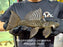 * Pleco *  Megalancistrus parananus #MEGA05 28cm (Actual piece)