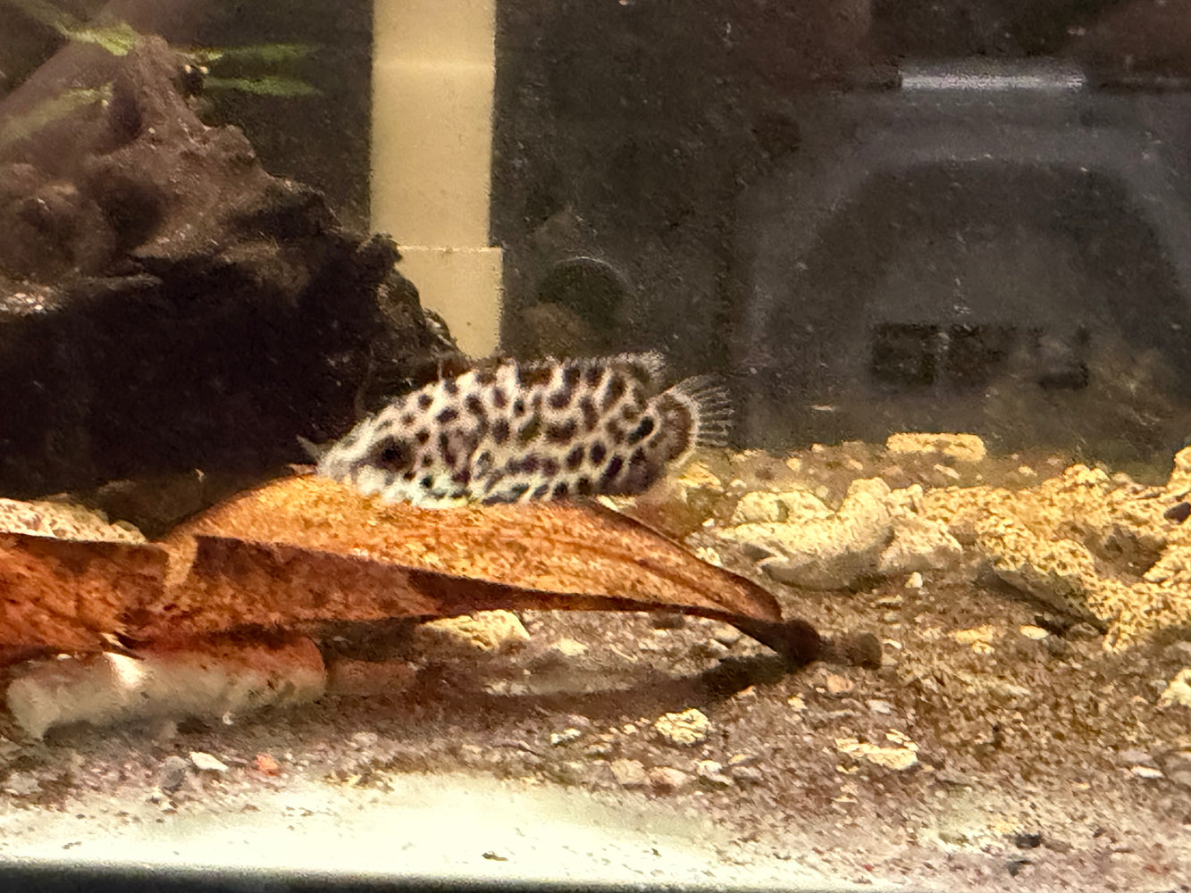 * Other Species * Ctenopoma Acutirostre (Leopard Bushfish)