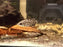 * Other Species * Ctenopoma Acutirostre (Leopard Bushfish)