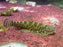 * Other Species * Gastromyzon lepidogaster Green 5-7cm
