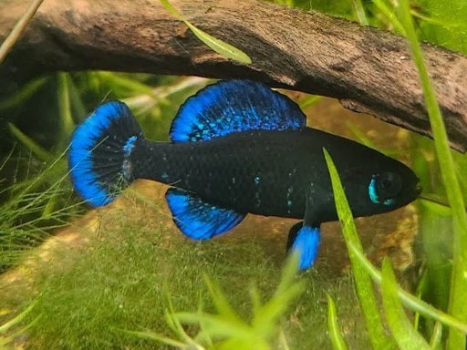 * Other Species *  Elassoma Gilberti (Gulf Coast pygmy sunfish) 2-3cm