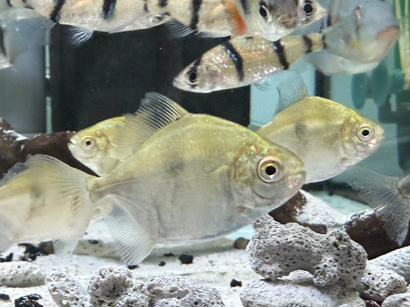 * Other Species* Myloplus aylan EBH (Emperor blue hook)