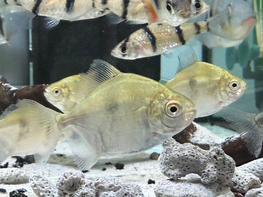 * Other Species* Myloplus aylan EBH (Emperor blue hook)