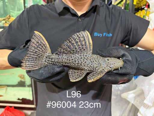 * Pleco *  Pseudacanthicus spinosus (L96 pleco) 23cm #96004 (Actual piece)