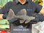 * Pleco *  Pseudacanthicus spinosus (L96 pleco) 23cm #96004 (Actual piece)