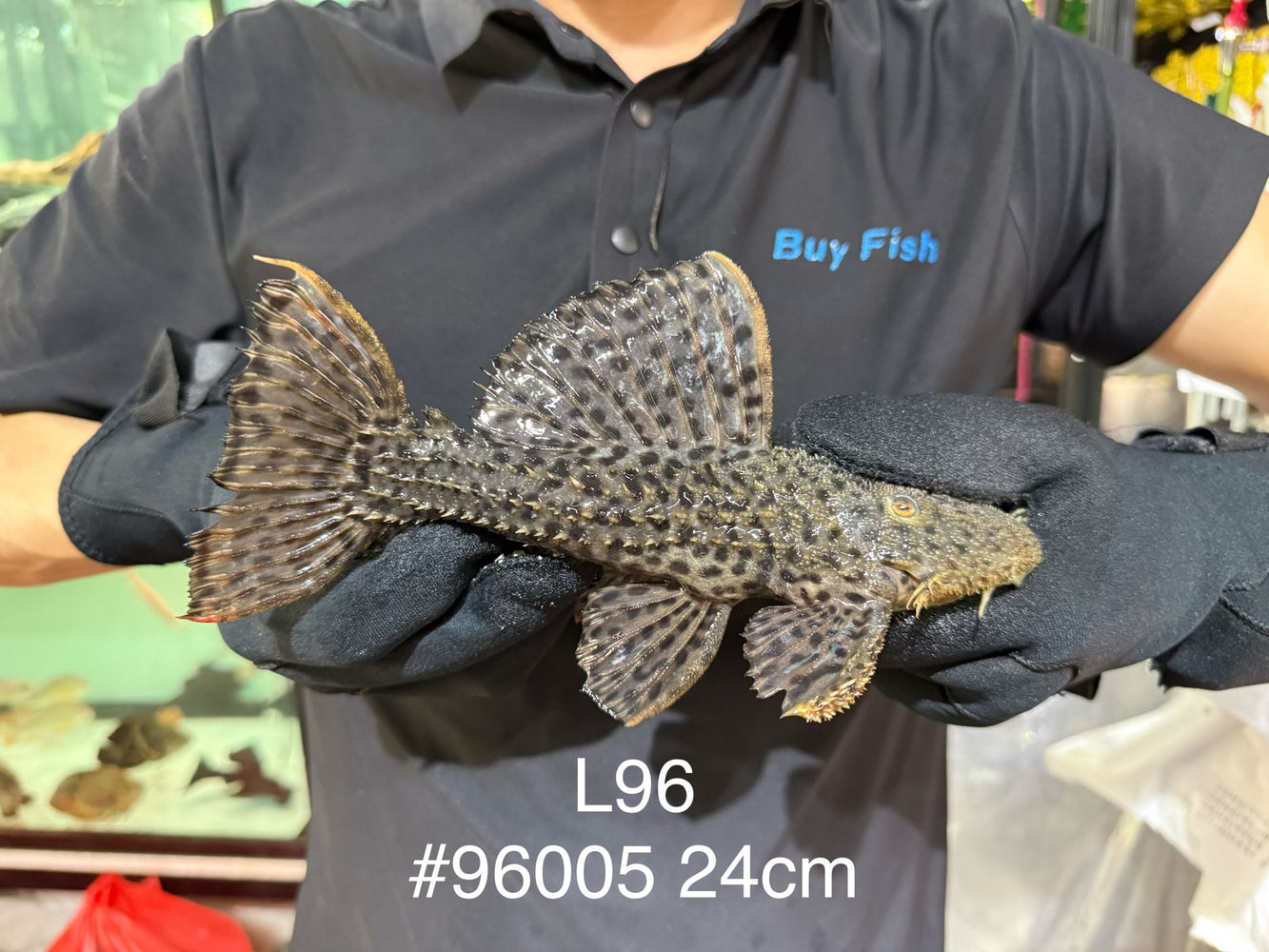 * Pleco *  Pseudacanthicus spinosus (L96 pleco) 24cm #96005 (Actual piece)