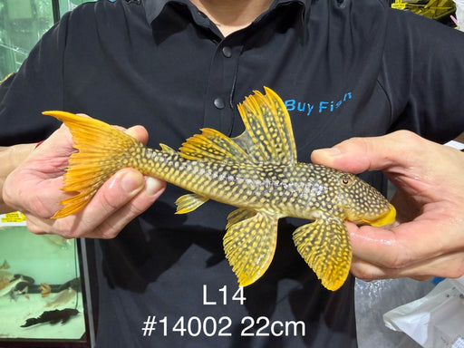 * Pleco *  Scobinancistrus sp. (L14 Sunshine Pleco) 22cm #14002 (Actual Piece)