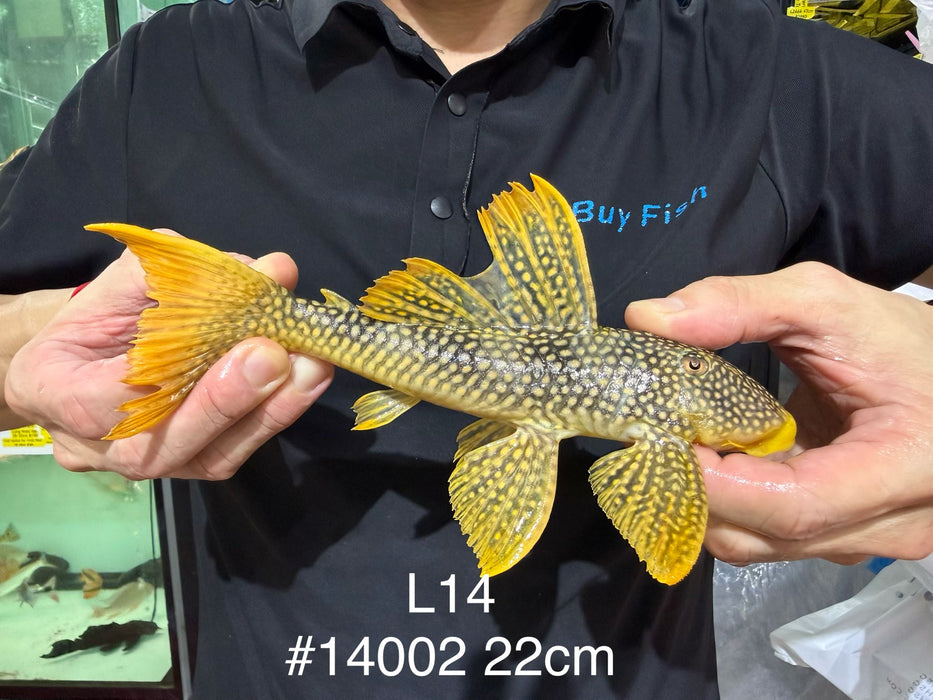 * Pleco *  Scobinancistrus sp. (L14 Sunshine Pleco) 22cm #14002 (Actual Piece)