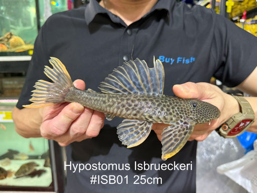 * Pleco * Hypostomus Isbrueckeri 25cm #ISB01 (Actual Piece)