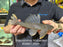 * Pleco * Hypostomus Isbrueckeri 25cm #ISB01 (Actual Piece)