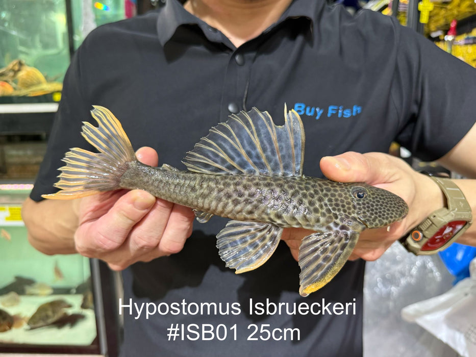 * Pleco * Hypostomus Isbrueckeri 25cm #ISB01 (Actual Piece)