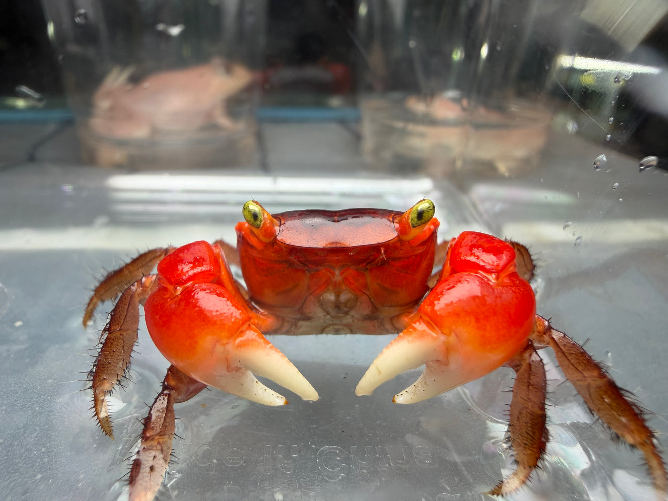 * Shrimps * Metasesarma aubryi (Red Apple Crab)