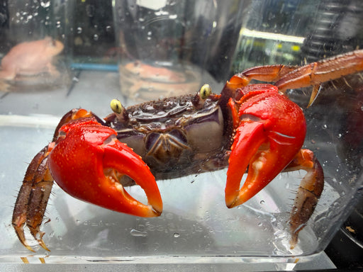 * Shrimps * Neosarmatium smithi (Red Spider Crab)