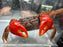 * Shrimps * Neosarmatium smithi (Red Spider Crab)