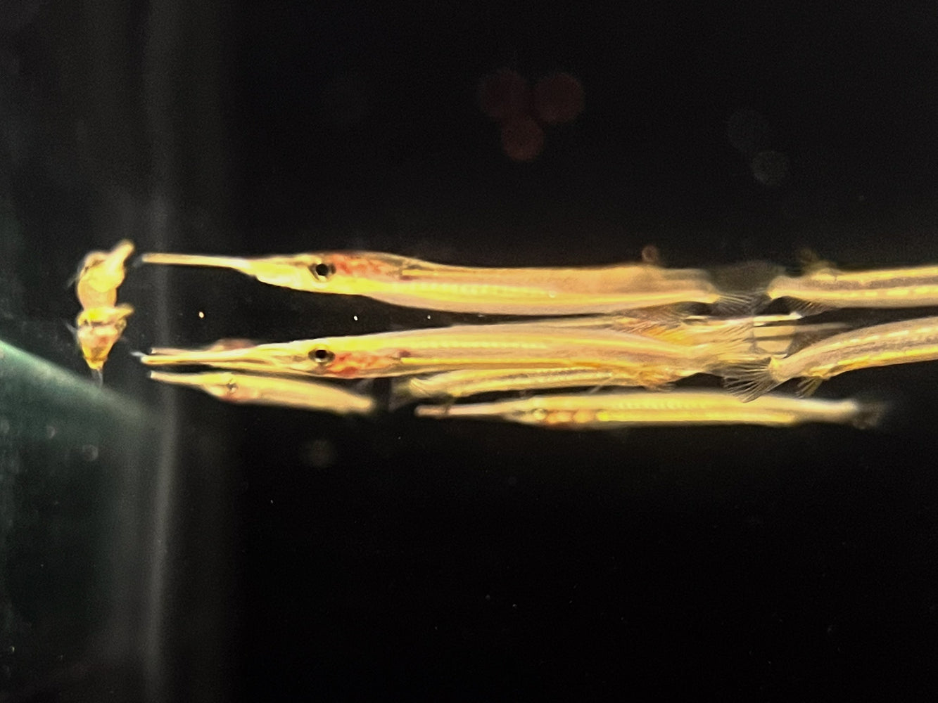 * Other Species * Hemirhamphodon tengah (Borneo Redline Halfbeak)