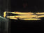 * Other Species * Hemirhamphodon tengah (Borneo Redline Halfbeak)
