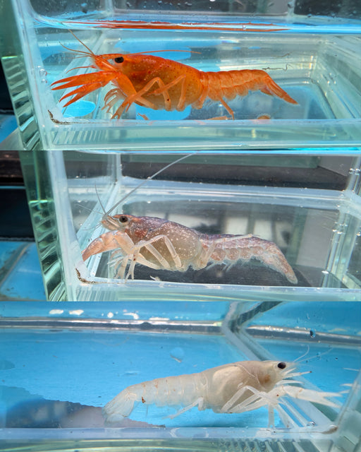 * Shrimps *  Assorted Crayfish (Orange / White / Blue)