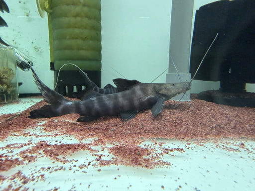 * Catfish * Brachyplatystoma juruense (Juru Catfish) 15-18cm
