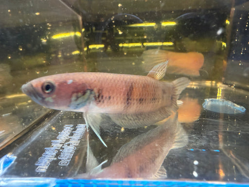 * Betta * Betta Unimaculata Pair