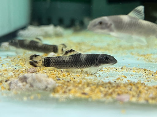* Other Species *  Garra Flavatra (Panda Garra) 4-6cm